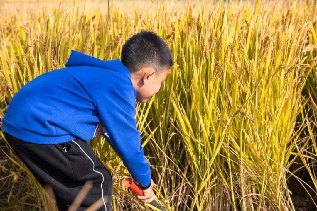 家门口过秋天!城市专属金色浪漫!全新独家秋日活动来了!