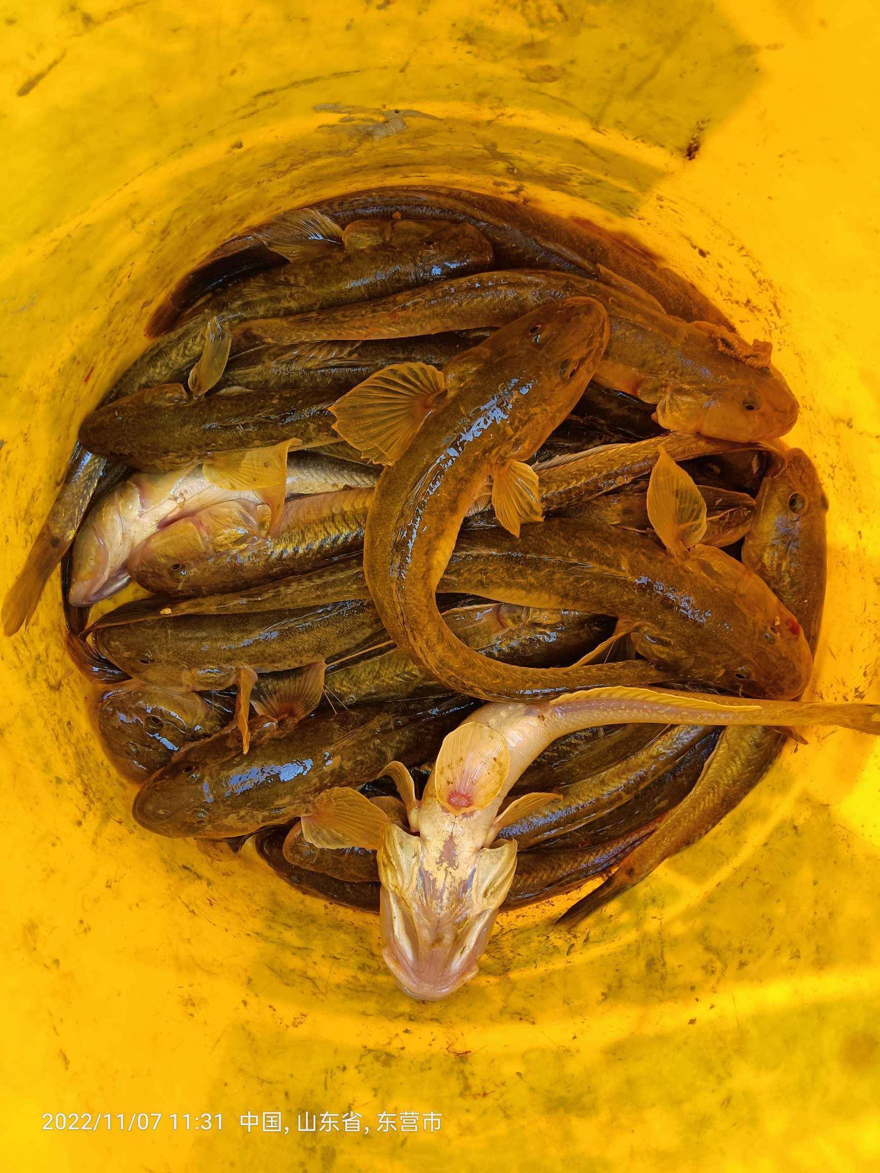 钓鱼的精彩之处!痛并快乐着……_狗杠_时候_海水