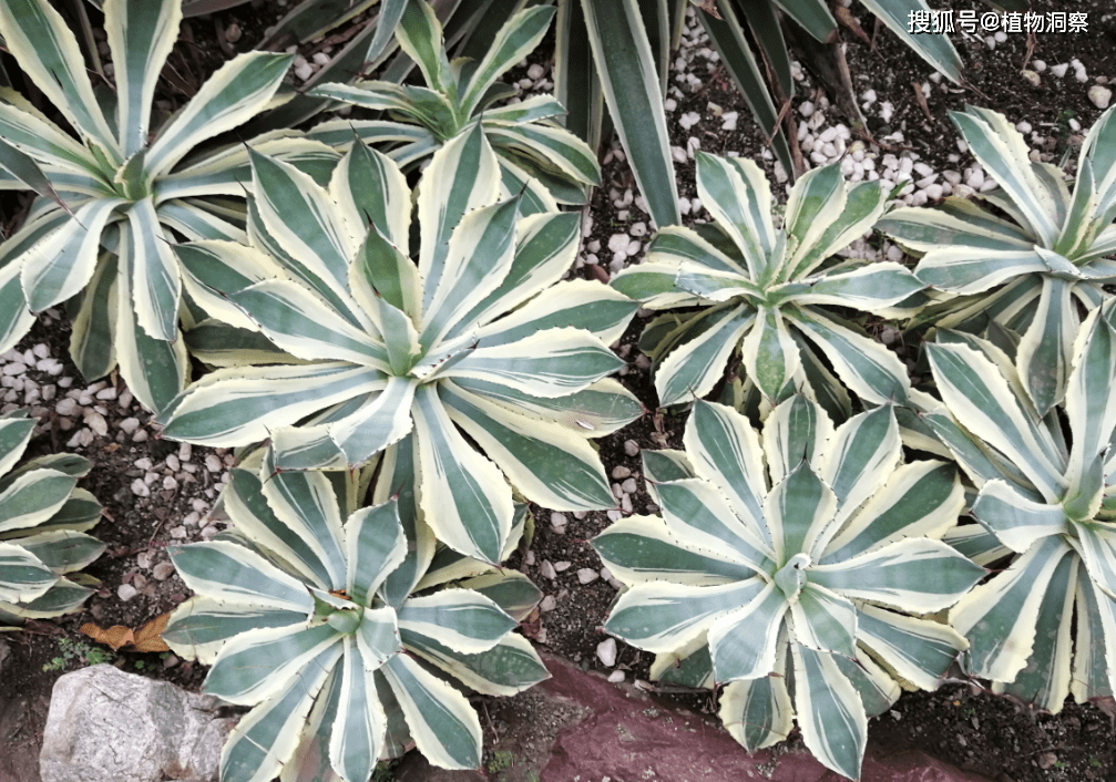 南美洲1种植物,人称龙舌兰,酿酒是一绝,入药价更高!_搜狐网