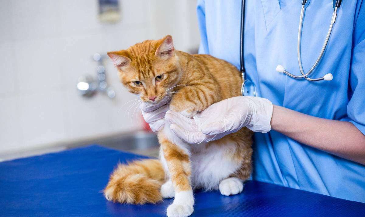 给猫绝育真的能解决你担心的某些问题吗?(图2)