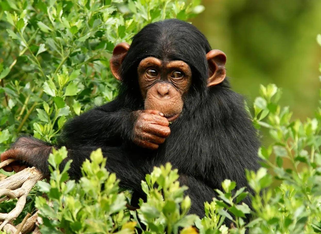 野生動物也會雜交,繁殖出的後代有多慘?該禁止動物雜交嗎?