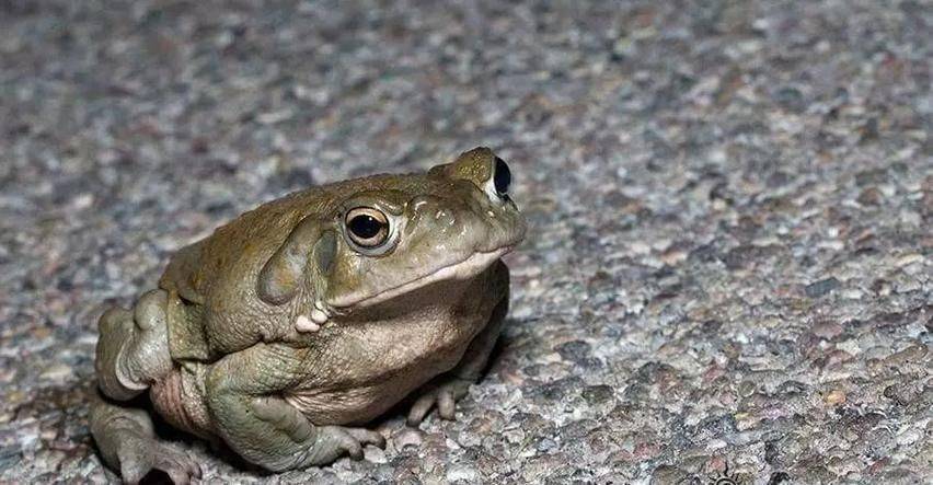 民众为了快感,舔舐"迷幻蟾蜍",美国家公园管理局连忙发文警告_毒素