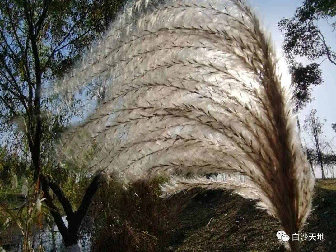荻 花(李建新)_仪征_枫叶_曹庄