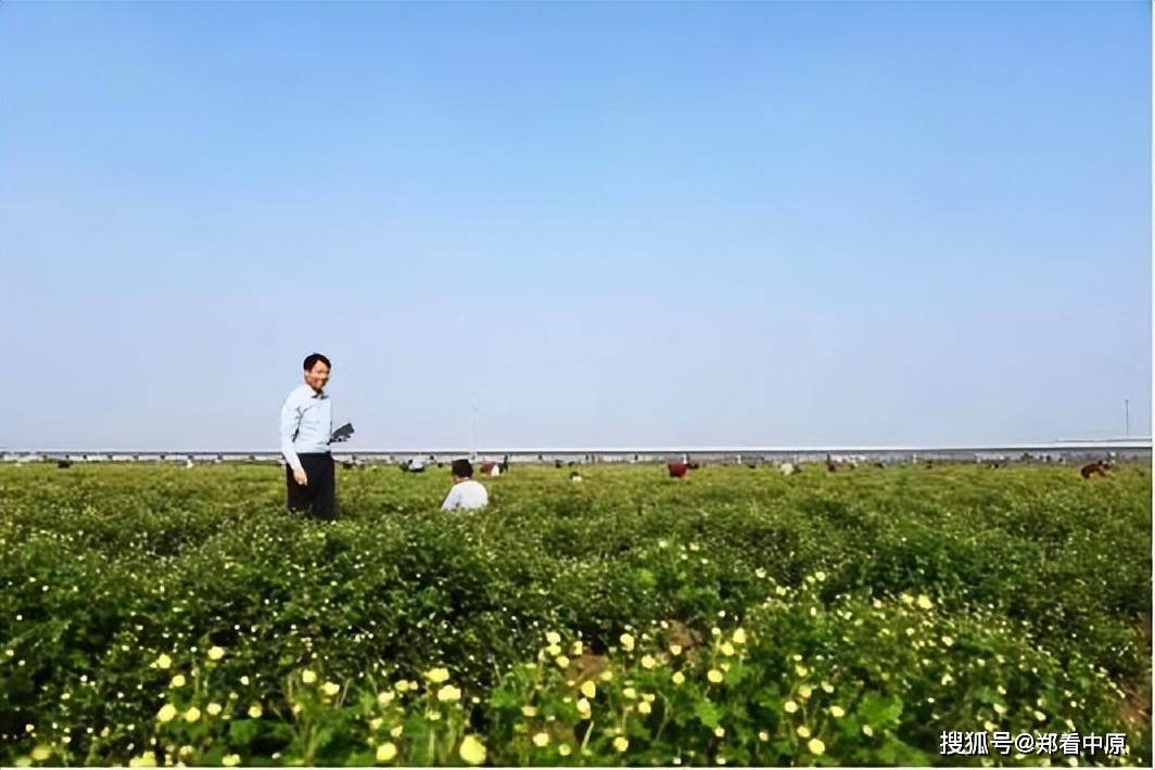 南阳市新野县新甸铺镇:千亩菊海开出乡村富美金色画卷_发展_菊花_黑龙