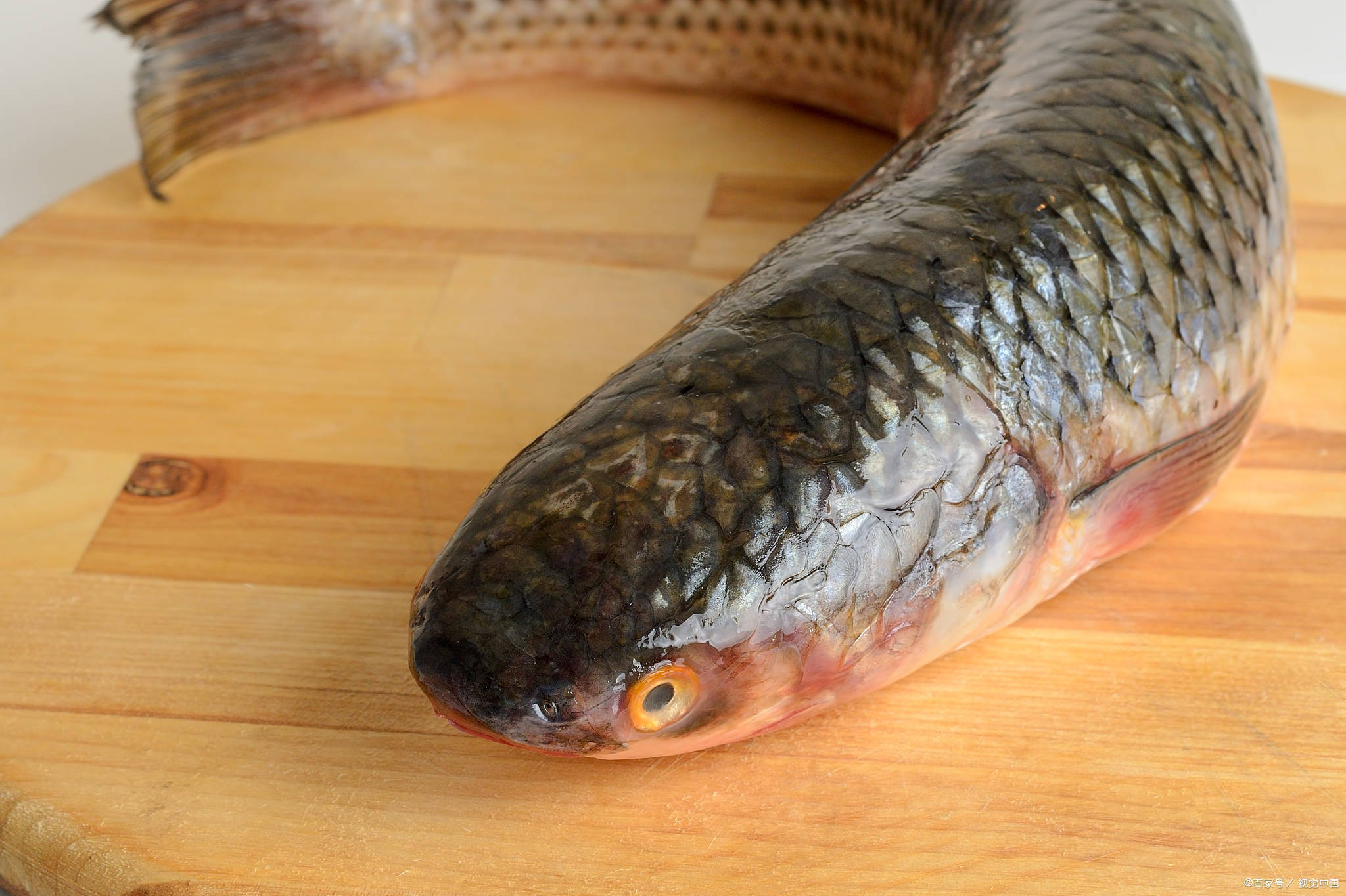 「威海运都」☆今天来聊聊黑鱼_治疗_功效_面团