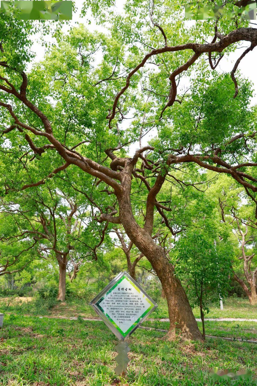 阳山古树公园图片