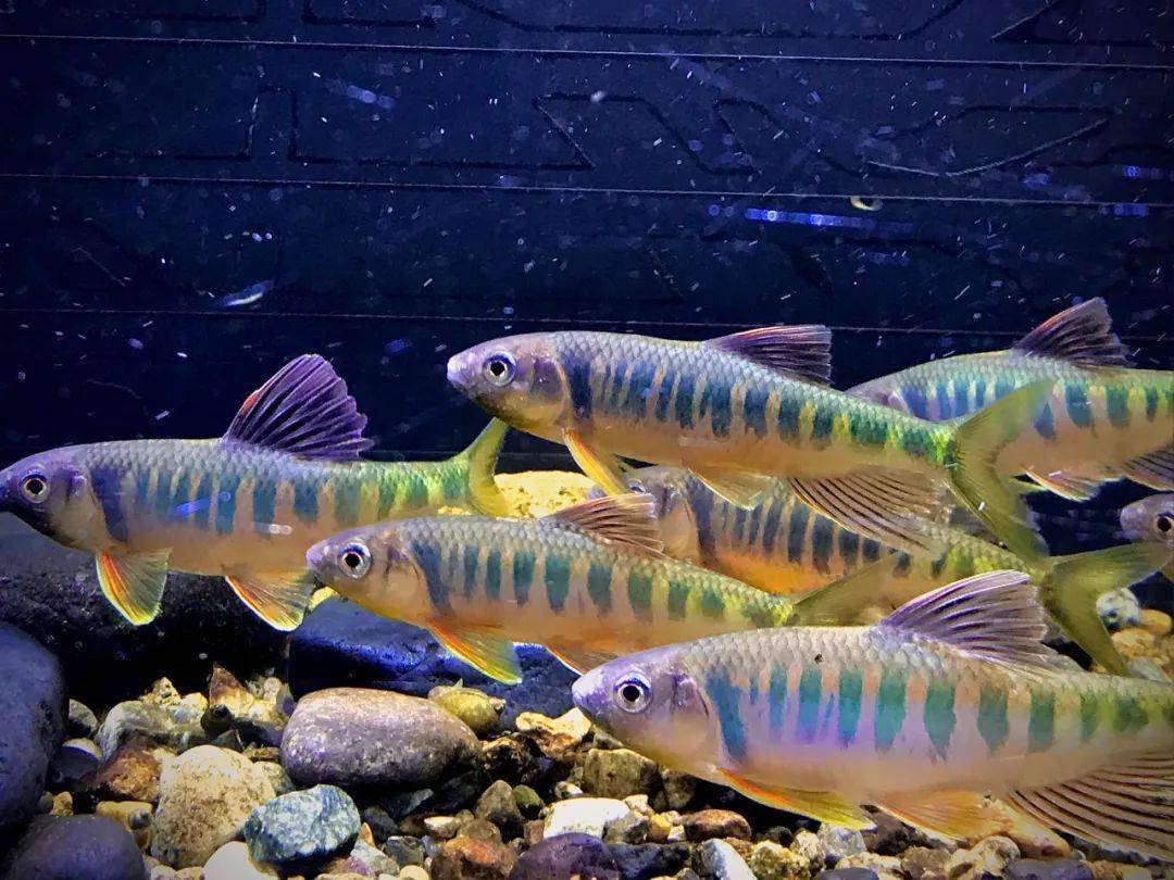 急流抢钓花翅子