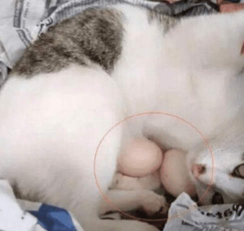 主人见猫待窝里不肯出来,好奇拿开猫爪一看,瞬间哭笑不得 主人见猫待窝里不肯出来,好奇拿开猫爪一看,瞬间哭笑不得