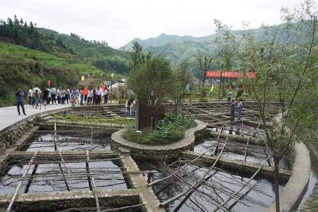 衢州开化:清水鱼化身"共富鱼"_何田乡_草鱼_杭州西湖