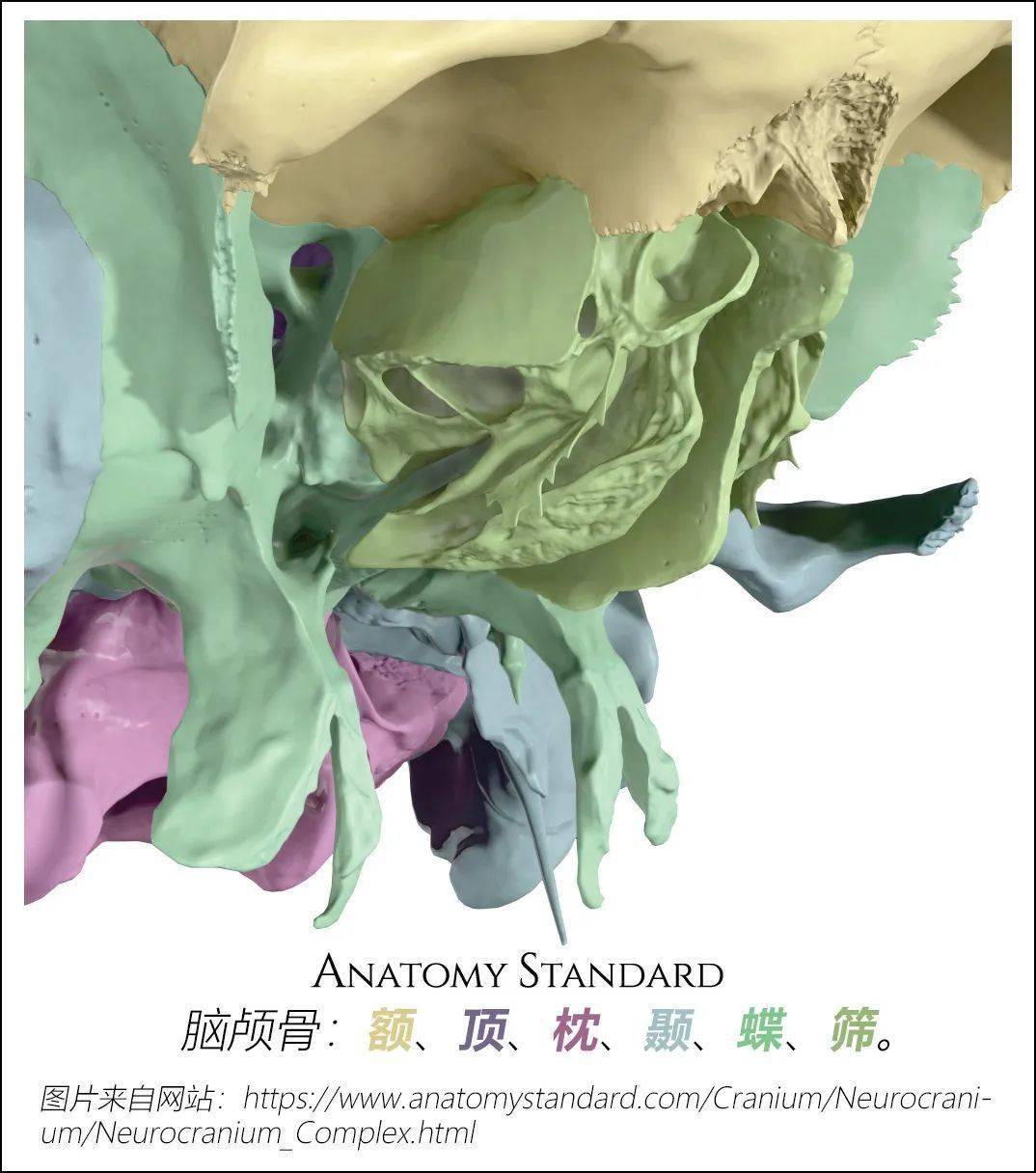 颌面部各骨骼结构图解_bone_of_颅骨