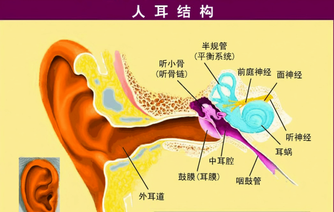 人类中耳由鱼鳃演变而来_化石_进行_研究