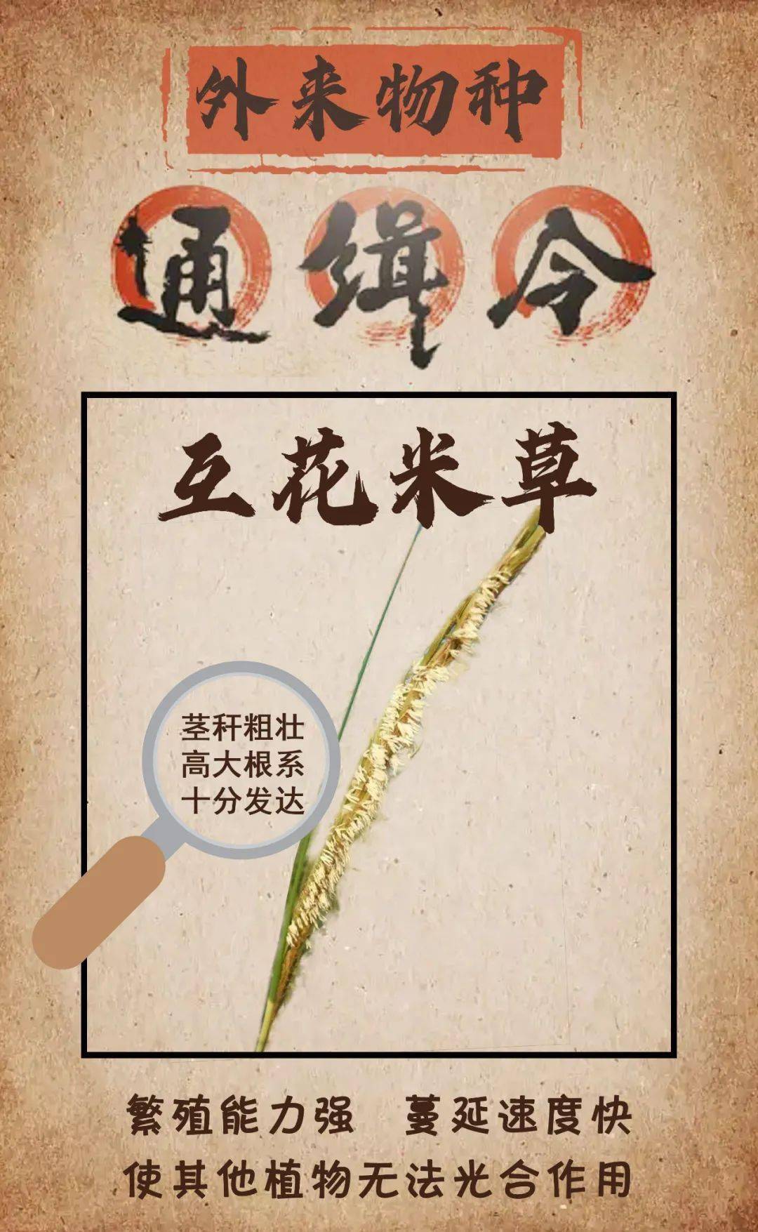 互花米草04危害:入侵果园,农田,菜地,绿地,与作物,植物争夺营养物质和
