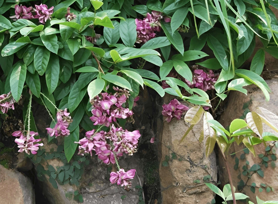 木质藤本植物大全图片