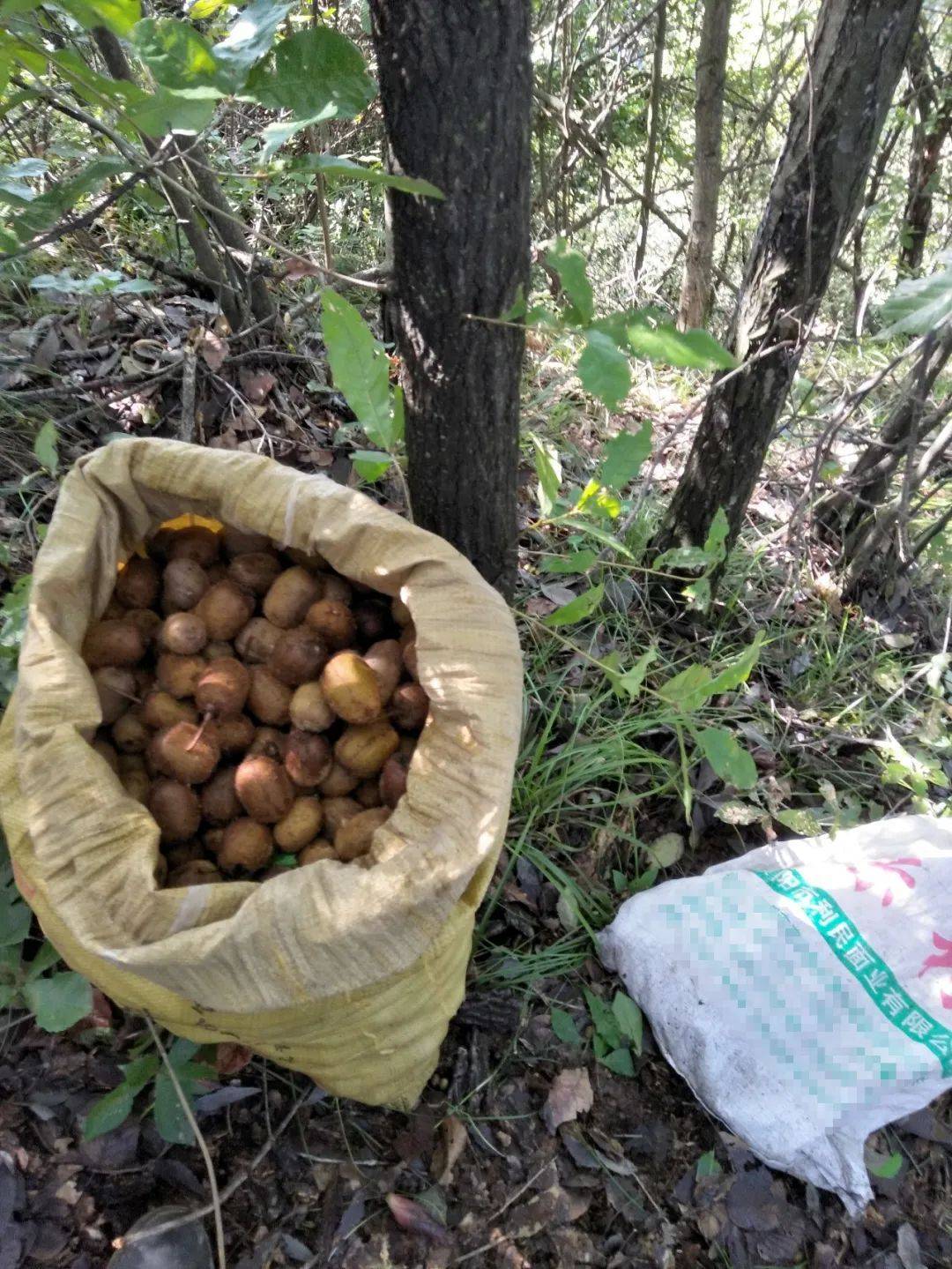 這野果產量很高,一次可摘上百斤,熟透後非常香甜,集市上2元/斤_獼猴桃