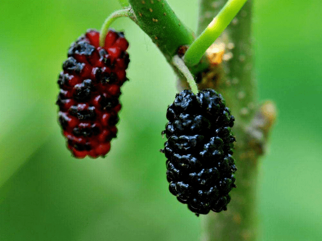 太和人,暴露年龄的野生水果来了!你吃过吗?_味道_果实_树枝