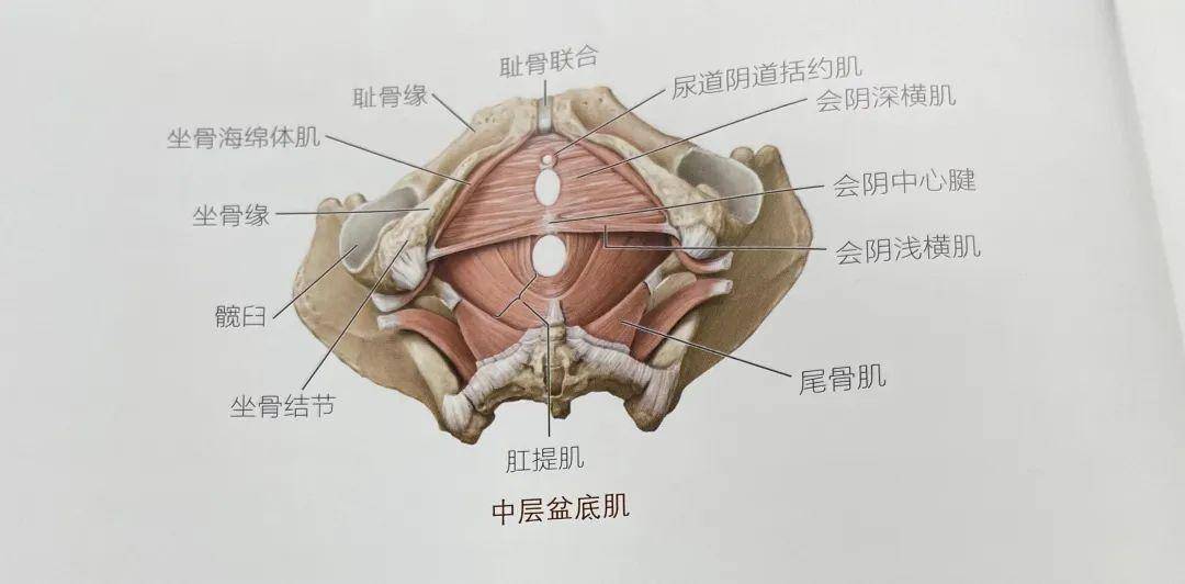 盆腔结构图位置图片