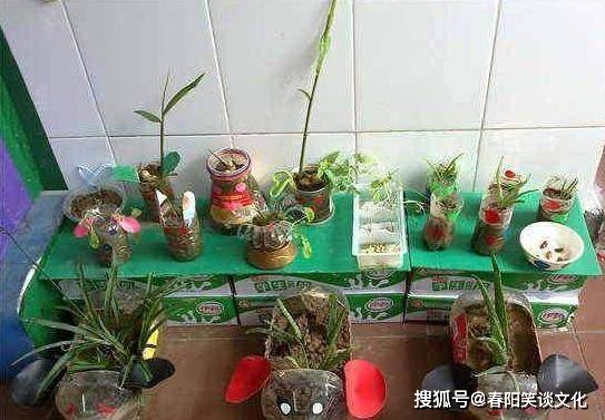 怎么用矿泉水瓶做花盆图片