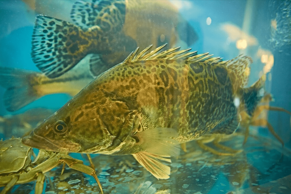 不管是石斑鱼也好,鳜鱼也罢,亦或者是鲈鱼,个头都不是很大,我就很好奇