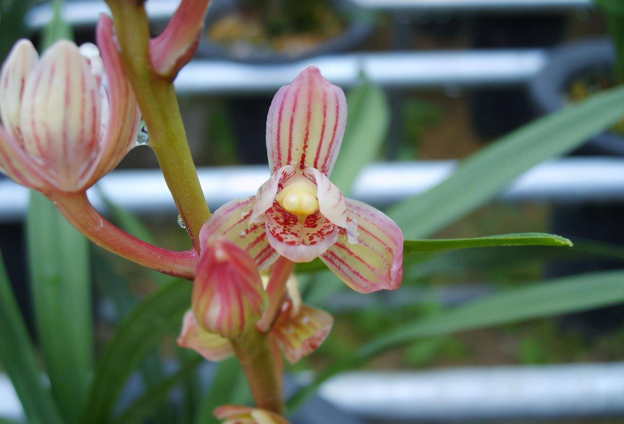 兰花界的新宠"七彩玲珑",花色鲜艳,芳香持久,是秋季养兰首选_香味