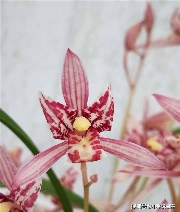 兰花界的新宠"红猫蕊蝶",花色艳丽,芳香扑鼻,气质妖艳还好养_兰友