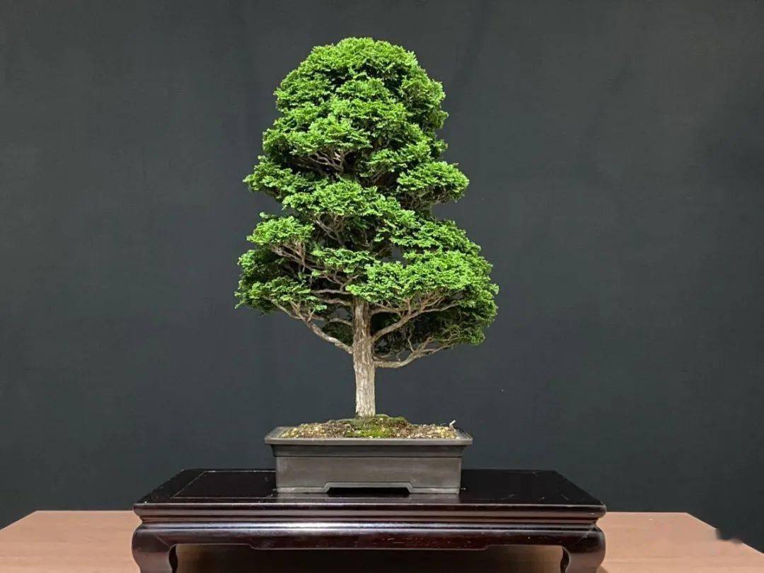 看起来像化石的柏树贵族——石化桧_盆景_散光_时候