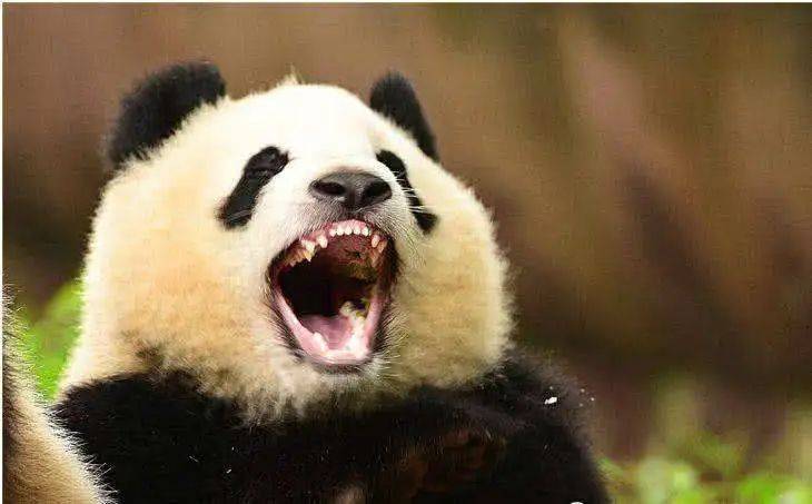 老虎和猫咪的舌头自带清洁功能;而大熊猫的牙釉质甚至有自行修复功能