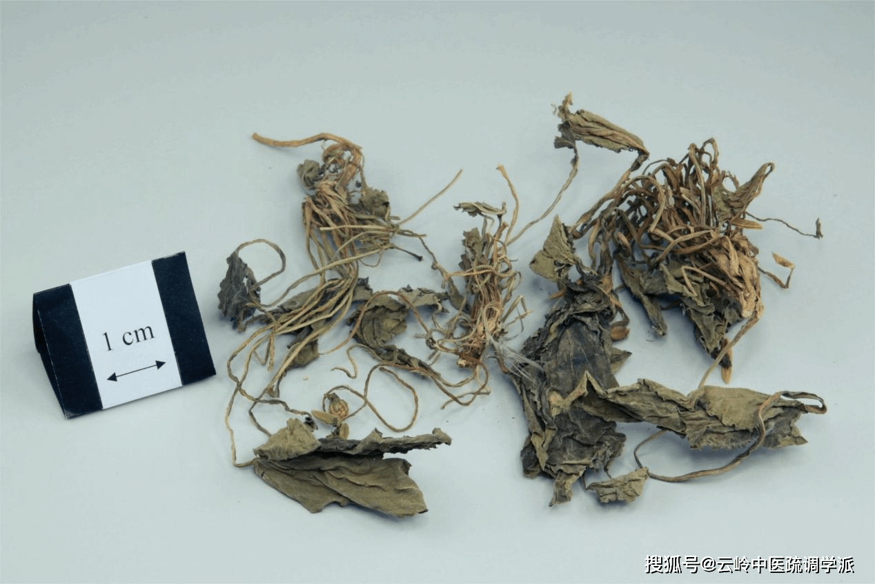 ③《得配本草》:紫花地丁,治有名痈疽,无名肿毒,兼治乳疖痘疔.