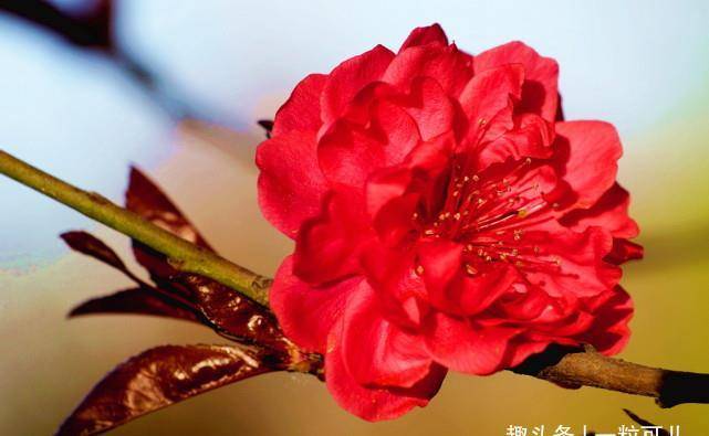 生肖鼠:11月上旬,贵人来解围,财运不远离,福气满家门_机会_收入_财旺