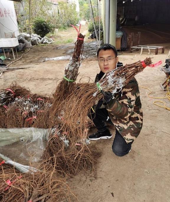 黑皇葡萄苗为何受到欢迎 这里来解答 101-14葡萄苗介绍_栽培_品种