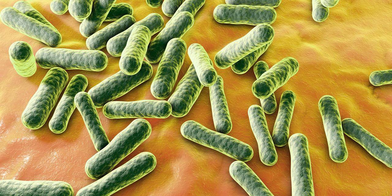 听菌说|痤疮丙酸杆菌:皮肤上的优势菌究竟是好是坏?