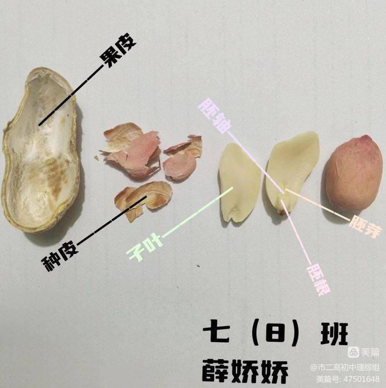 玉米的横截面解剖图图片