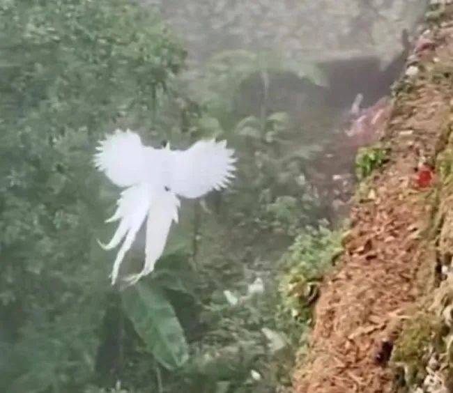 “白凤凰”现踪,李白曾为它作诗,登山客曝珍贵身份_搜狐网
