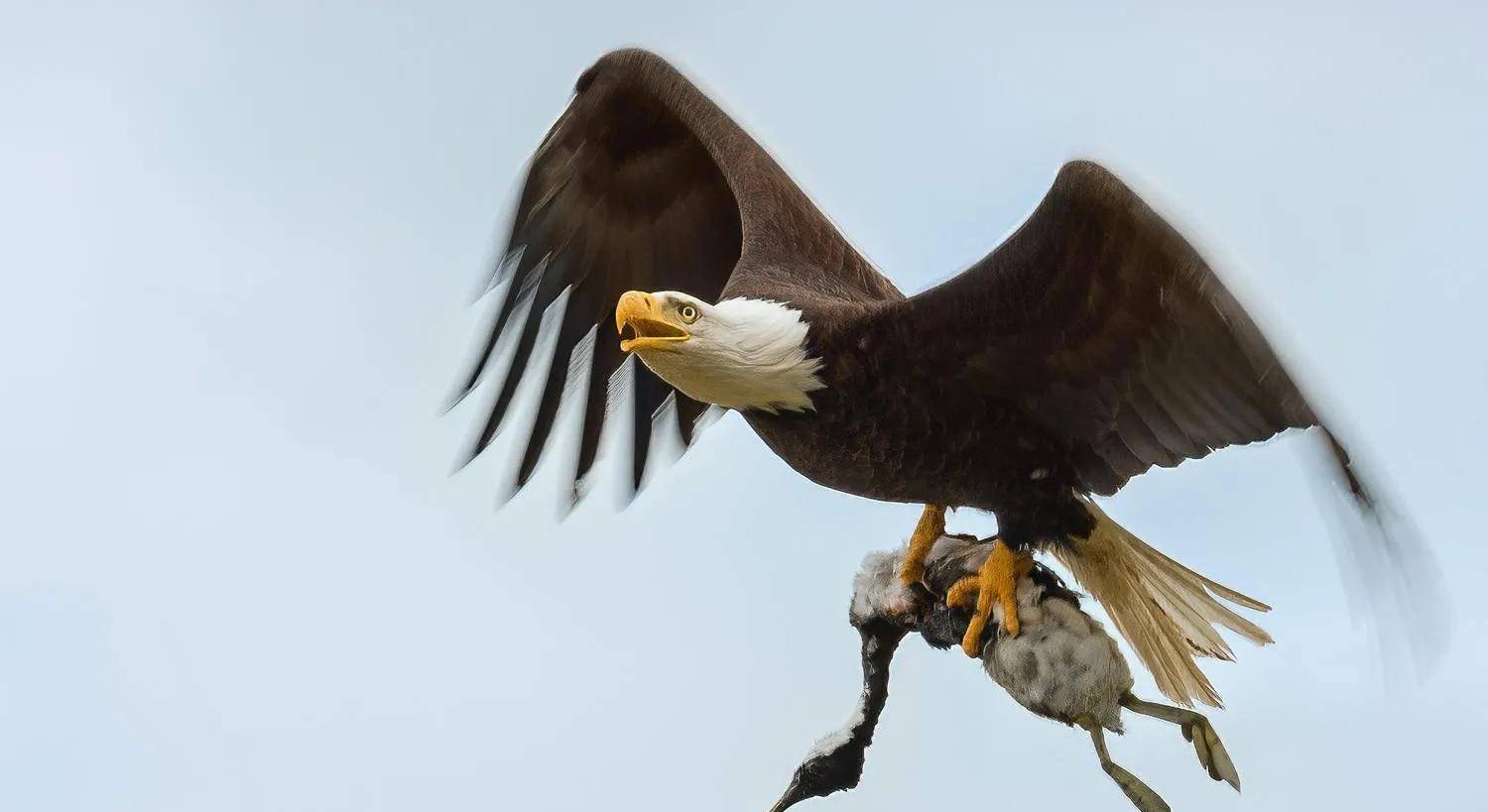 罕见36张照片,鬣狗自我掏肛,蜜獾吃交配中的蜥蜴,雕鸮捕捉游隼_猎豹