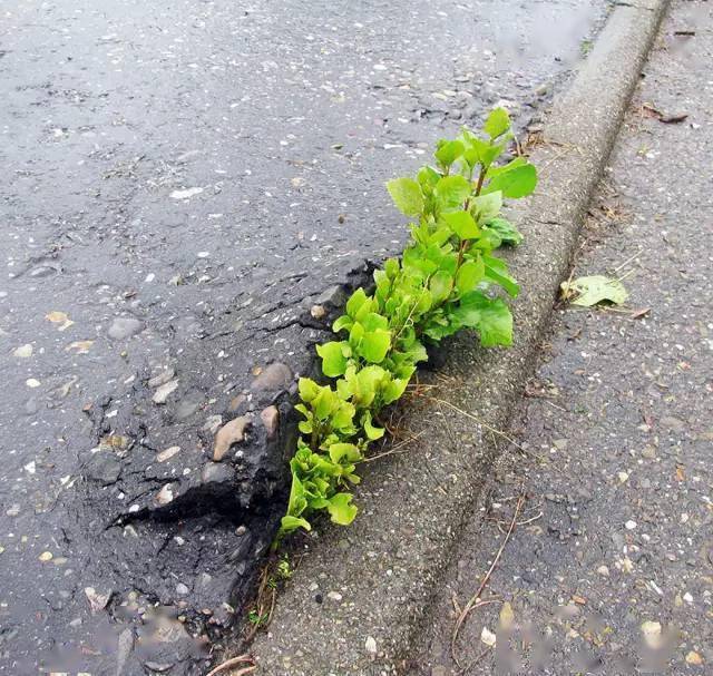 植物绝不曾放弃,面对困境,它们总会绝处逢生_图片_世界_院子