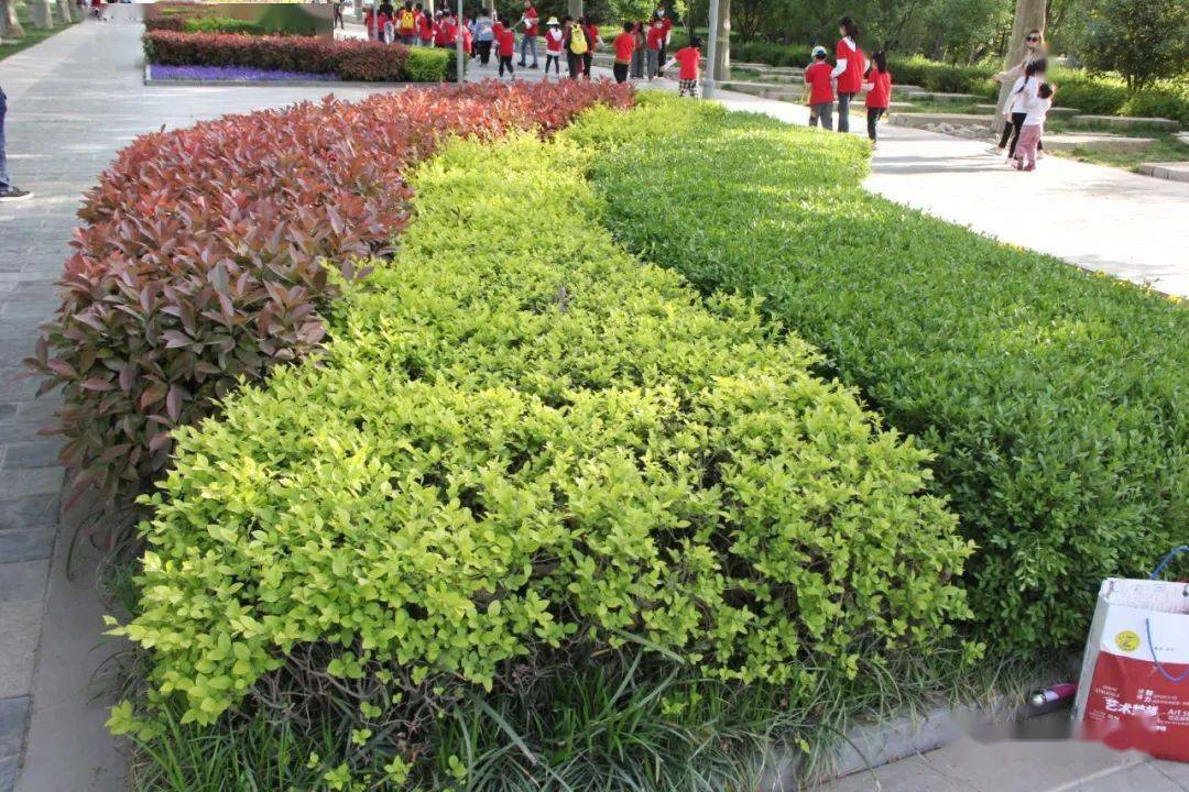 常见绿篱植物种类_树种_整形_景观