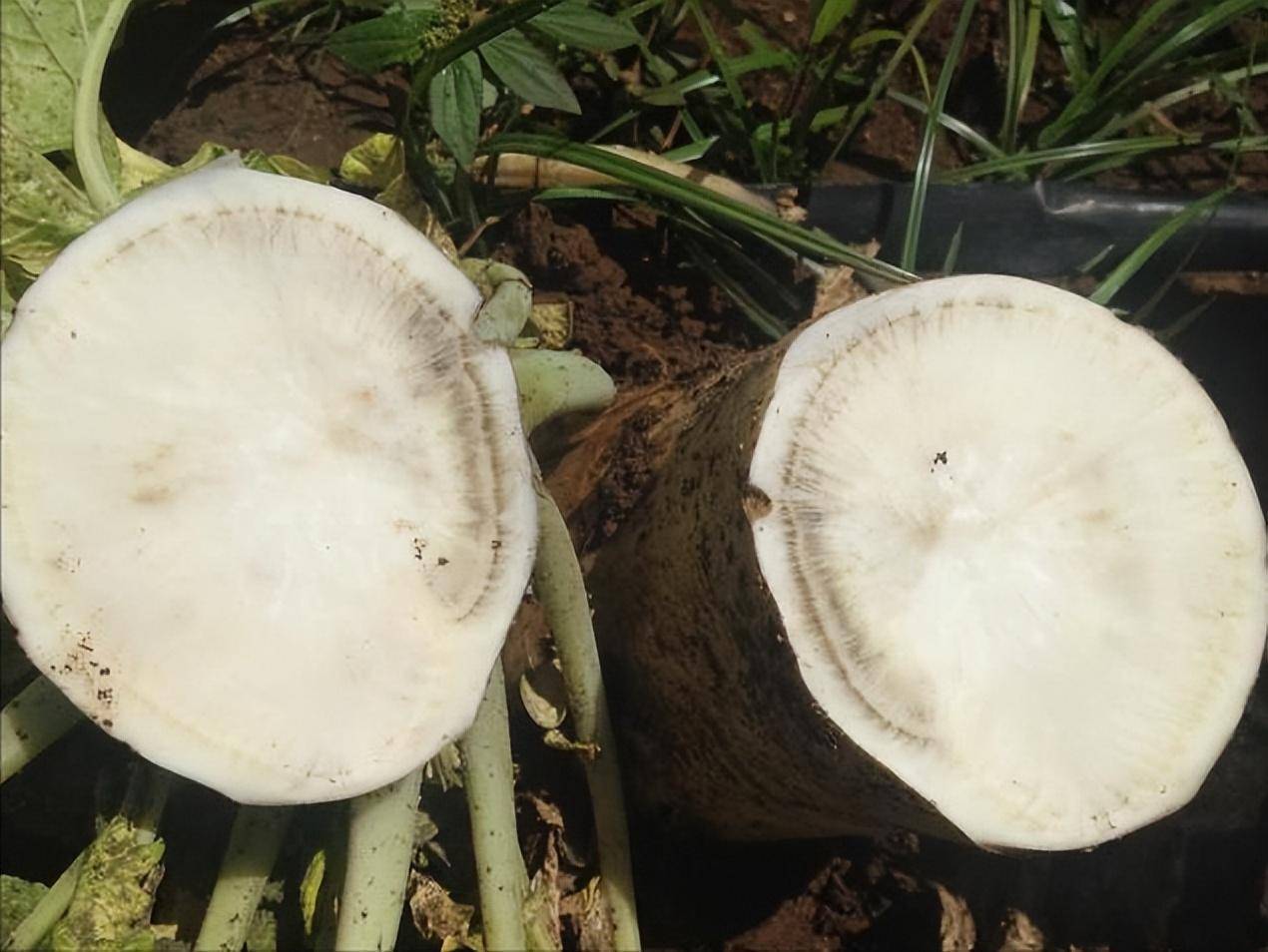 萝卜黑腐病咋防治_粉剂_发病_种子