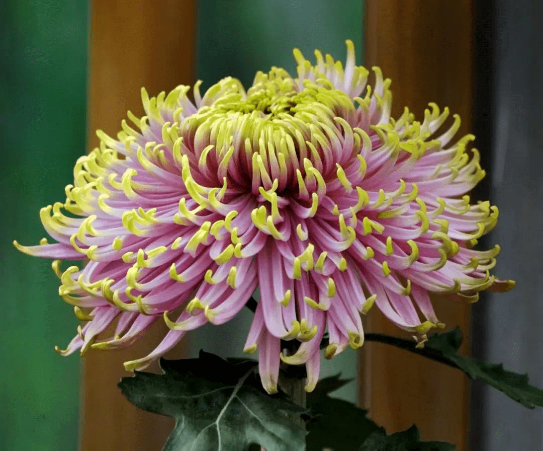 菊花品种大全及图片名称，菊花有哪些花大色艳的品种