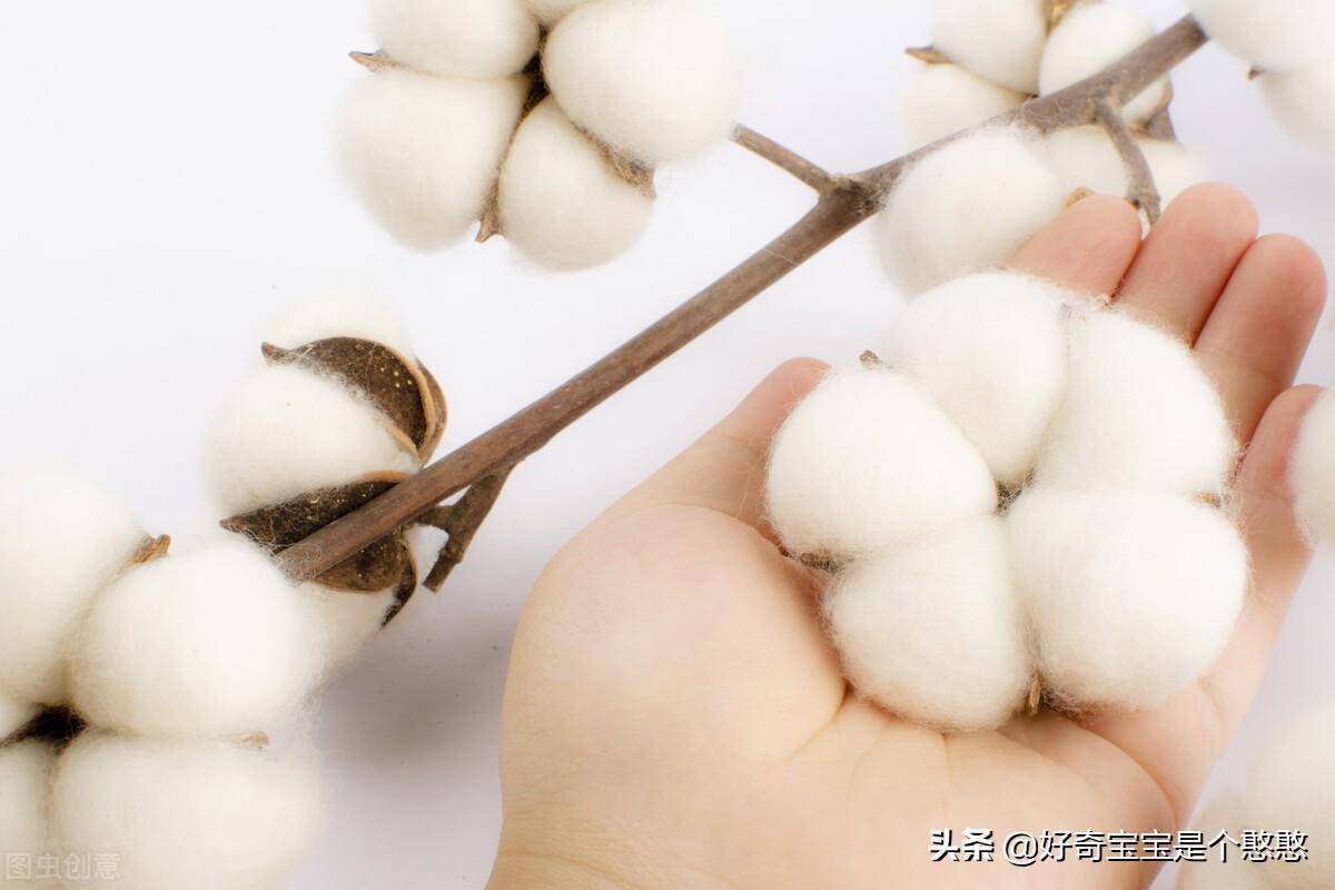 与新疆棉花"切割"言论,其中包括bci成员巴宝莉,阿迪达斯,耐克,新百伦