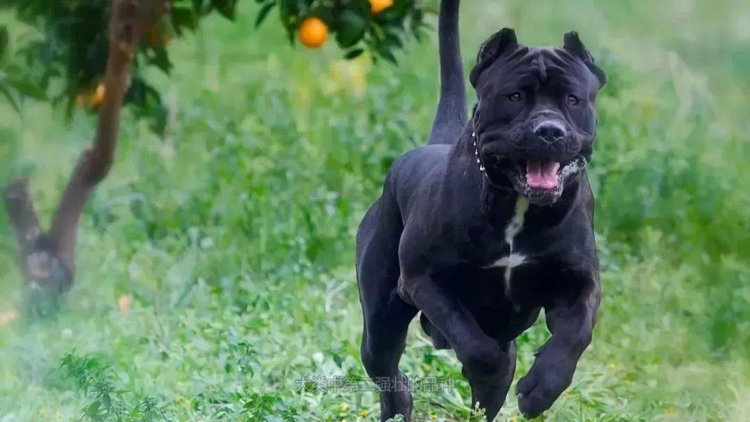 6大门派29种猛犬,带你领略别样猛犬风采!_性格_杜宾_体型