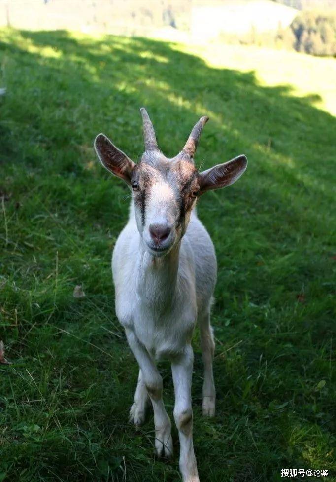 修长城的砖用羊驮上去的?