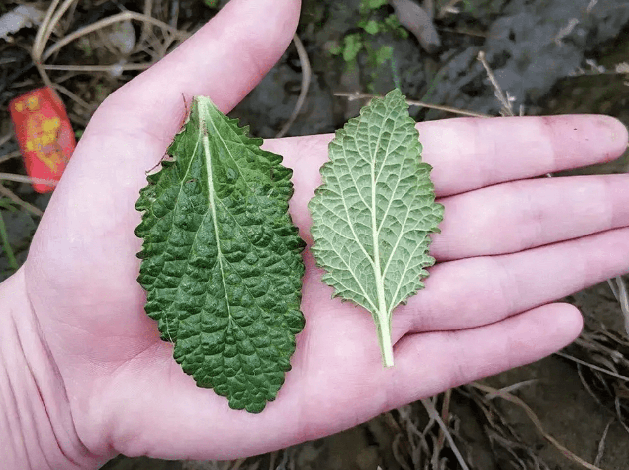 田沟里有1种"荔枝草",比车前草丑,却常被村民挖走,如今珍贵_野菜_植物
