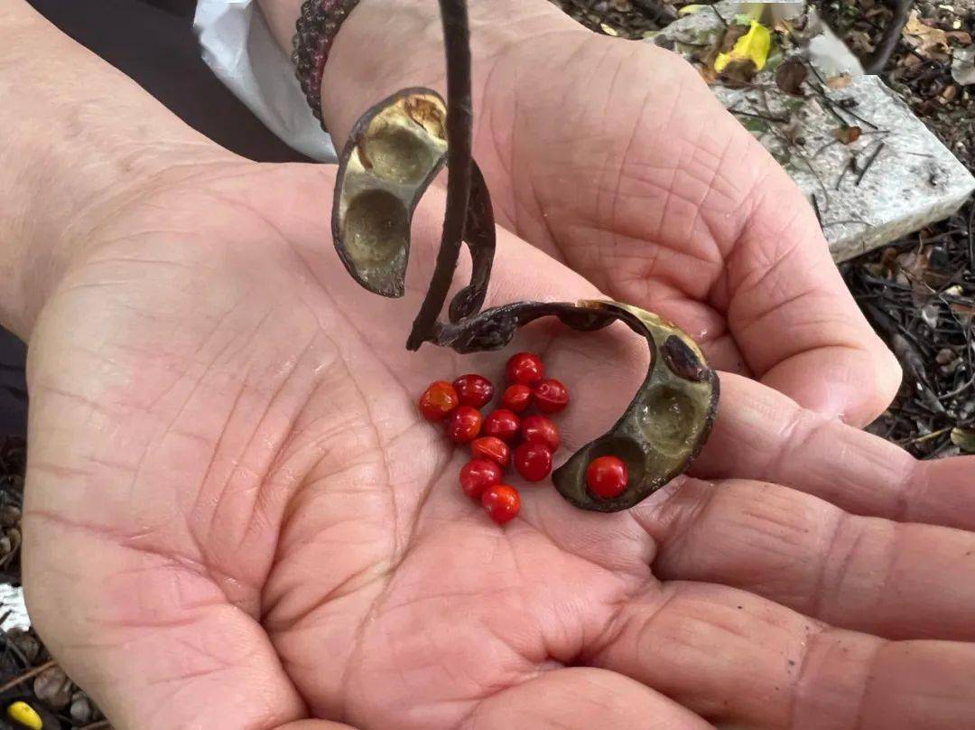 海红豆 毒性图片