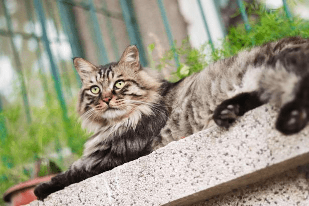 点击观看清华网红猫咪大赏_more_在野_状况