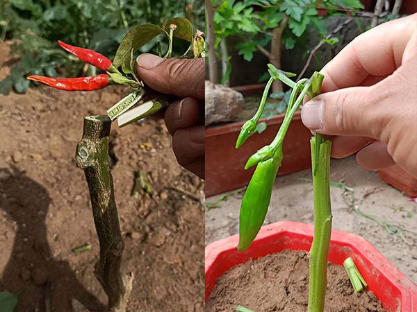 辣椒嫁接如何操作?有哪些技术要点值得注意?_接穗_砧木_幼苗