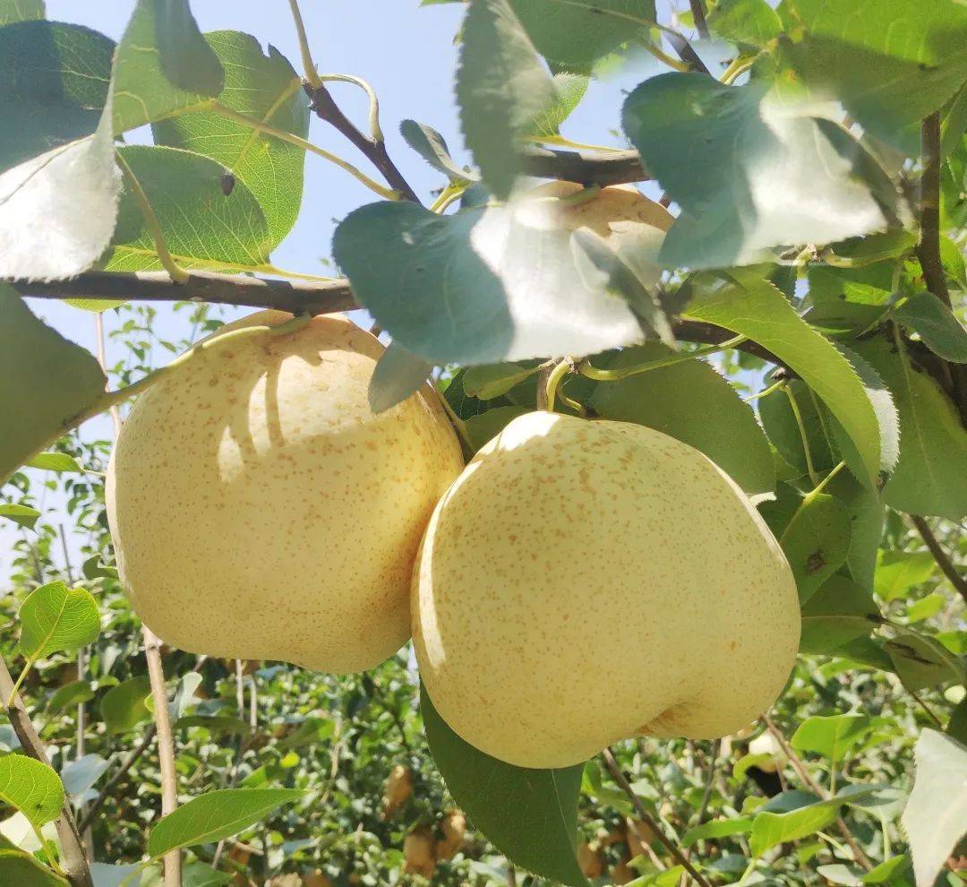 助力乡村振兴 | 新华社,齐鲁网,菏泽日报发文报道山农园林_酥梨_种植