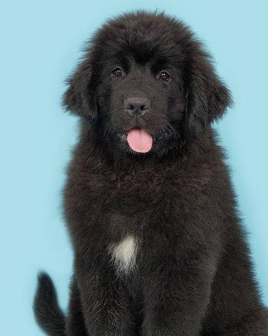 纽芬兰是一只大型犬,全身黑溜溜的毛发,总是吐着那粉红色的舌头