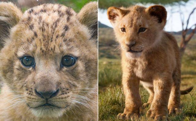新版狮子王中的小辛巴原型竟是一只小母狮,现已235斤_巴哈提_母亲