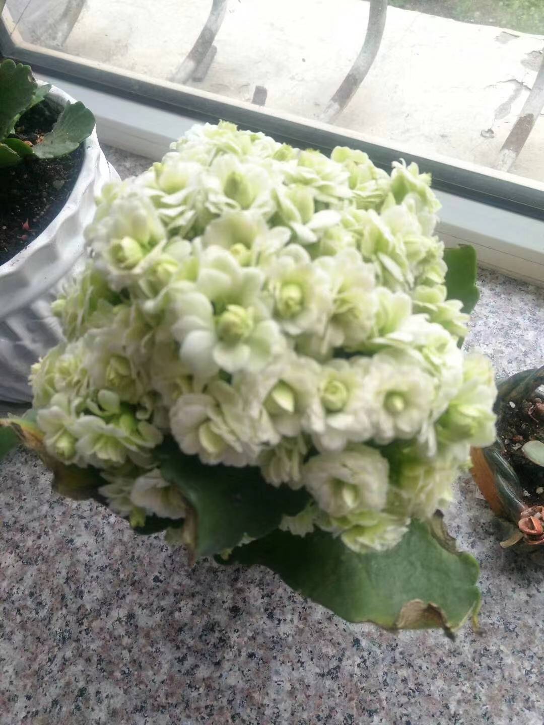 11月29日30日12月1日连续三天霉运一扫而空 财富如泉涌的3大生肖 属猪 生活 贵人