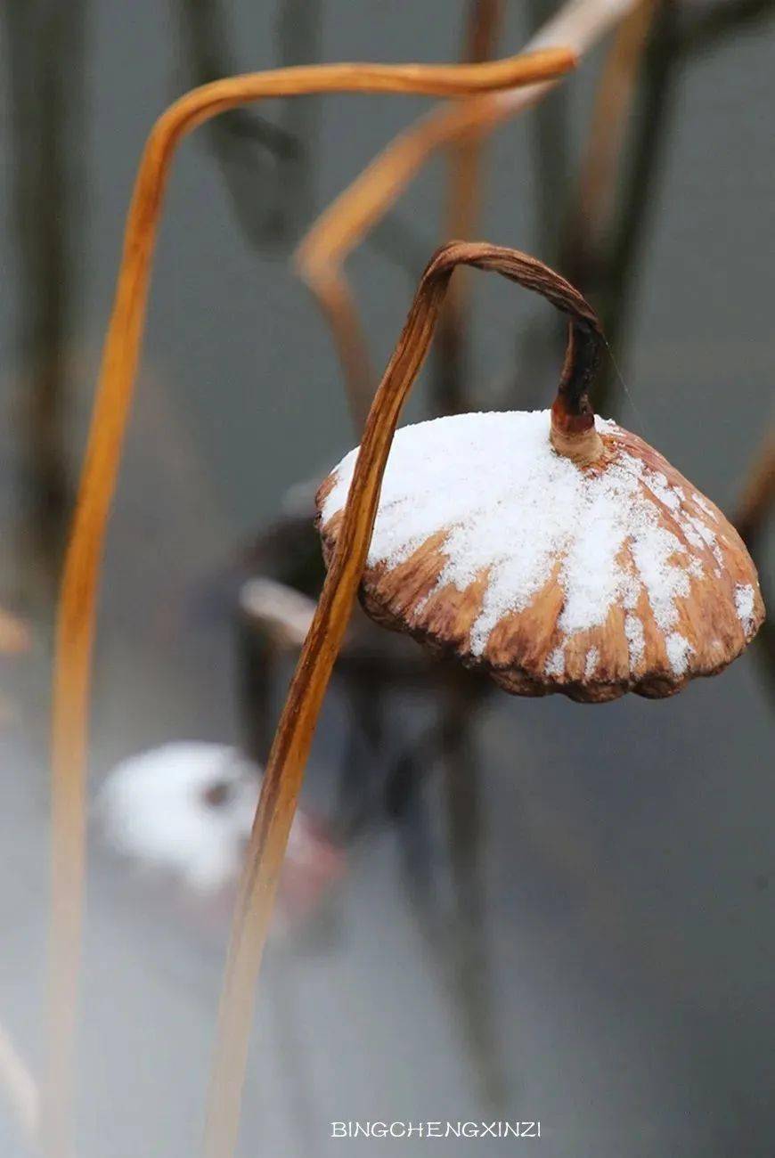 冰城雪中残荷_哈尔滨_庄园_初雪