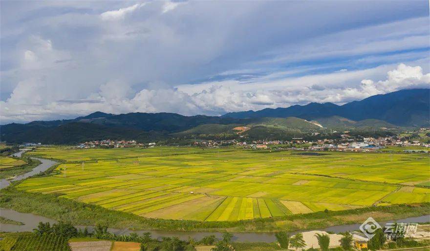 芒市遮放镇:稻香缕缕话农耕,古韵悠悠见新景_贡米_文化_稻田